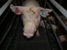 Farrowing crates at Templemore Piggery NSW - Australian pig farming - Captured at Templemore Piggery, Murringo NSW Australia.