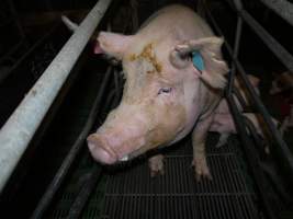 Farrowing crates at Templemore Piggery NSW - Australian pig farming - Captured at Templemore Piggery, Murringo NSW Australia.