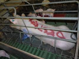 Sow with 'destroy' spray painted on her back - DESTROY written in pig marker spray paint - Captured at Templemore Piggery, Murringo NSW Australia.