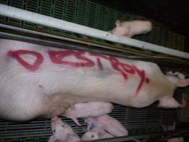 Sow with 'destroy' spray painted on her back - DESTROY written in pig marker spray paint - Captured at Templemore Piggery, Murringo NSW Australia.