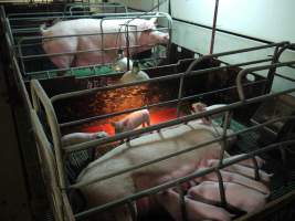 Farrowing crates at Templemore Piggery NSW - Australian pig farming - Captured at Templemore Piggery, Murringo NSW Australia.