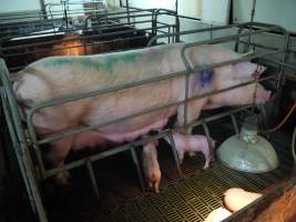 Farrowing crates at Templemore Piggery NSW - Australian pig farming - Captured at Templemore Piggery, Murringo NSW Australia.