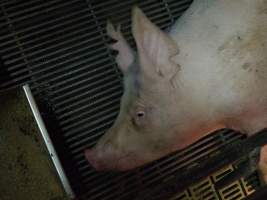 Farrowing crates at Templemore Piggery NSW - Australian pig farming - Captured at Templemore Piggery, Murringo NSW Australia.