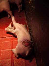 Piglet with large back wound - Australian pig farming - Captured at Templemore Piggery, Murringo NSW Australia.