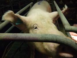 Farrowing crates at Templemore Piggery NSW - Australian pig farming - Captured at Templemore Piggery, Murringo NSW Australia.