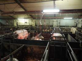 Farrowing crates at Templemore Piggery NSW - Australian pig farming - Captured at Templemore Piggery, Murringo NSW Australia.