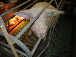 Farrowing crates at Templemore Piggery NSW - Australian pig farming - Captured at Templemore Piggery, Murringo NSW Australia.