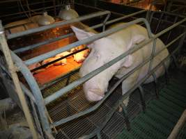 Farrowing crates at Templemore Piggery NSW - Australian pig farming - Captured at Templemore Piggery, Murringo NSW Australia.