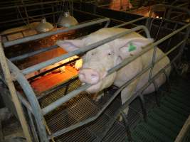 Sow chewing bar of farrowing crate - Australian pig farming - Captured at Templemore Piggery, Murringo NSW Australia.