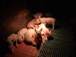 Farrowing crates at Templemore Piggery NSW - Australian pig farming - Captured at Templemore Piggery, Murringo NSW Australia.