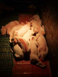 Farrowing crates at Templemore Piggery NSW - Australian pig farming - Captured at Templemore Piggery, Murringo NSW Australia.