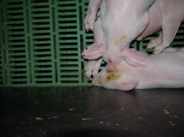 Farrowing crates at Templemore Piggery NSW - Australian pig farming - Captured at Templemore Piggery, Murringo NSW Australia.