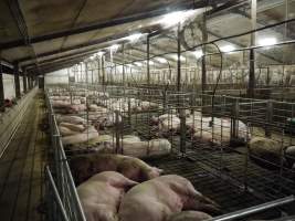 Group sow housing - Australian pig farming - Captured at Templemore Piggery, Murringo NSW Australia.