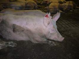 Group sow housing - Australian pig farming - Captured at Templemore Piggery, Murringo NSW Australia.