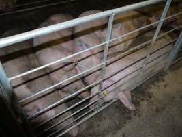 Group sow housing - Australian pig farming - Captured at Templemore Piggery, Murringo NSW Australia.