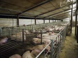 Group sow housing - Australian pig farming - Captured at Templemore Piggery, Murringo NSW Australia.