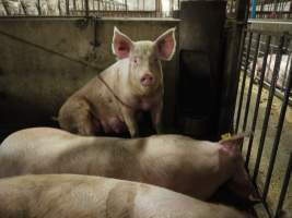 Group sow housing - Australian pig farming - Captured at Templemore Piggery, Murringo NSW Australia.