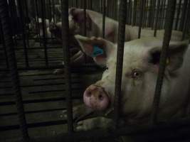 Sows in mating cages - Australian pig farming - Captured at Templemore Piggery, Murringo NSW Australia.