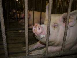 Sows in mating cages - Australian pig farming - Captured at Templemore Piggery, Murringo NSW Australia.