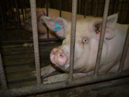 Sows in mating cages - Australian pig farming - Captured at Templemore Piggery, Murringo NSW Australia.