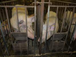 Sows in mating cages - Australian pig farming - Captured at Templemore Piggery, Murringo NSW Australia.