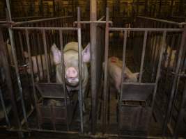 Sows in mating cages - Australian pig farming - Captured at Templemore Piggery, Murringo NSW Australia.