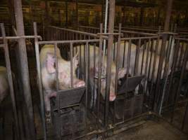 Sows in mating cages - Australian pig farming - Captured at Templemore Piggery, Murringo NSW Australia.