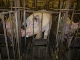 Sow trying to escape mating cage - Australian pig farming - Captured at Templemore Piggery, Murringo NSW Australia.