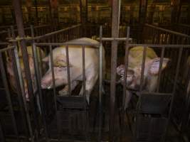 Sow trying to escape mating cage - Australian pig farming - Captured at Templemore Piggery, Murringo NSW Australia.