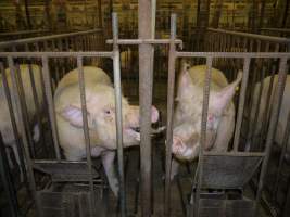 Sows in mating cages - Australian pig farming - Captured at Templemore Piggery, Murringo NSW Australia.