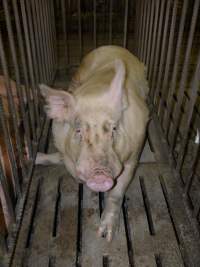 Sows in mating cages - Australian pig farming - Captured at Templemore Piggery, Murringo NSW Australia.