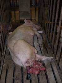 Sow in mating cage with premature birth - Clearly unwell - Captured at Templemore Piggery, Murringo NSW Australia.