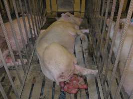 Sow in mating cage with premature birth - Clearly unwell - Captured at Templemore Piggery, Murringo NSW Australia.