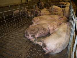 Group sow housing - Australian pig farming - Captured at Templemore Piggery, Murringo NSW Australia.