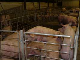 Group sow housing - Australian pig farming - Captured at Templemore Piggery, Murringo NSW Australia.