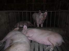 Group sow housing - Australian pig farming - Captured at Templemore Piggery, Murringo NSW Australia.