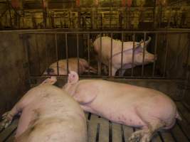 Group sow housing - Australian pig farming - Captured at Templemore Piggery, Murringo NSW Australia.