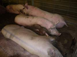 Group sow housing - Australian pig farming - Captured at Templemore Piggery, Murringo NSW Australia.