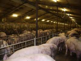 Group sow housing - Australian pig farming - Captured at Templemore Piggery, Murringo NSW Australia.