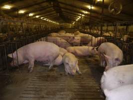 Group sow housing - Australian pig farming - Captured at Templemore Piggery, Murringo NSW Australia.