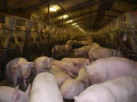 Group sow housing - Australian pig farming - Captured at Templemore Piggery, Murringo NSW Australia.