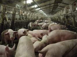 Group sow housing - Australian pig farming - Captured at Templemore Piggery, Murringo NSW Australia.