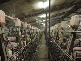 Group sow housing - Australian pig farming - Captured at Templemore Piggery, Murringo NSW Australia.