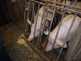 Group sow housing - Australian pig farming - Captured at Templemore Piggery, Murringo NSW Australia.