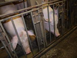 Group sow housing - Australian pig farming - Captured at Templemore Piggery, Murringo NSW Australia.