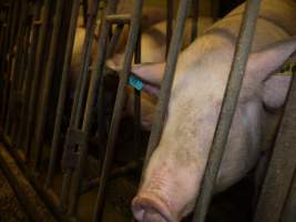 Group sow housing - Australian pig farming - Captured at Templemore Piggery, Murringo NSW Australia.