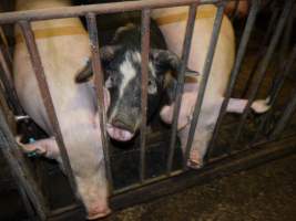 Group sow housing - Australian pig farming - Captured at Templemore Piggery, Murringo NSW Australia.