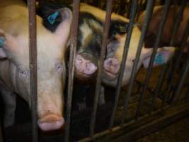 Group sow housing - Australian pig farming - Captured at Templemore Piggery, Murringo NSW Australia.