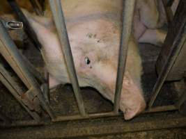 Group sow housing - Australian pig farming - Captured at Templemore Piggery, Murringo NSW Australia.