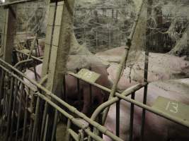 Group sow housing - Australian pig farming - Captured at Templemore Piggery, Murringo NSW Australia.